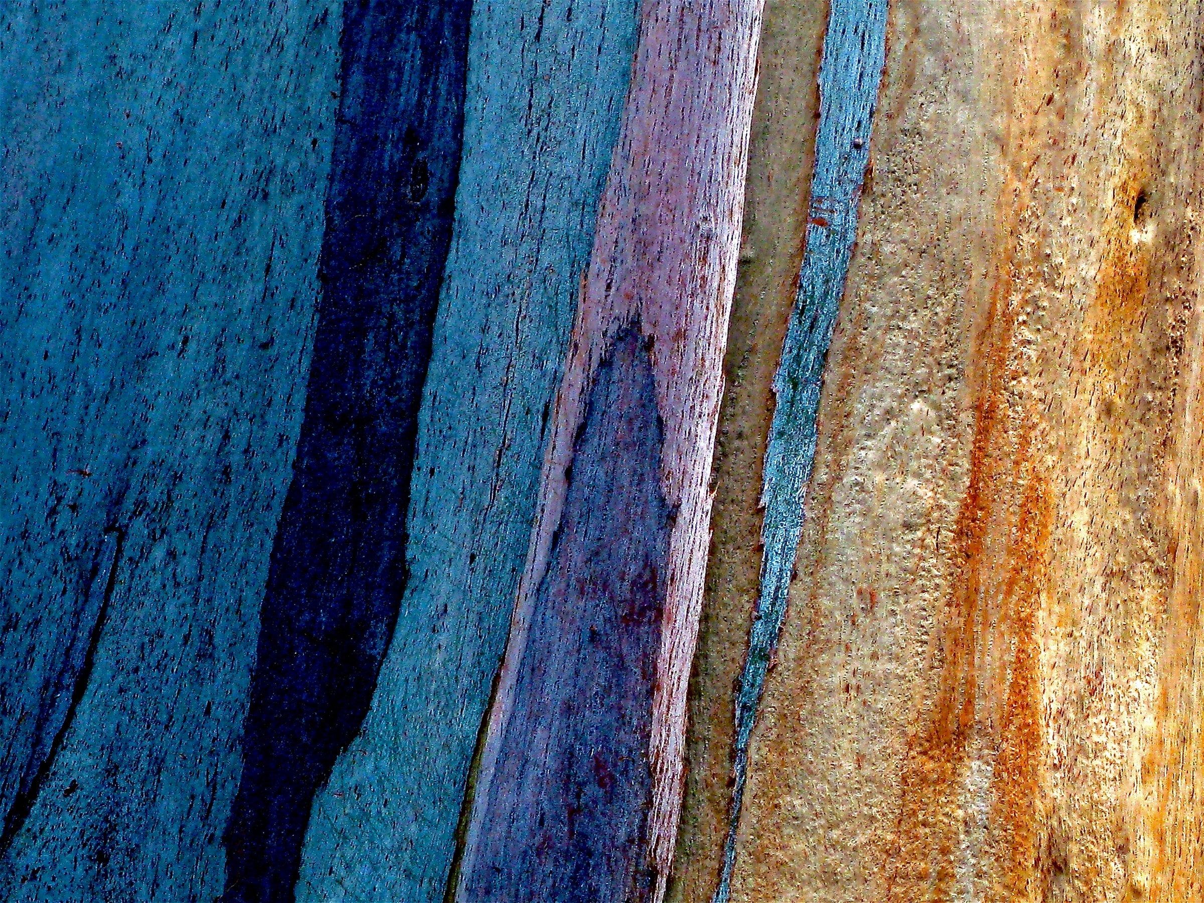 Multi-colored tree trunk in closeup