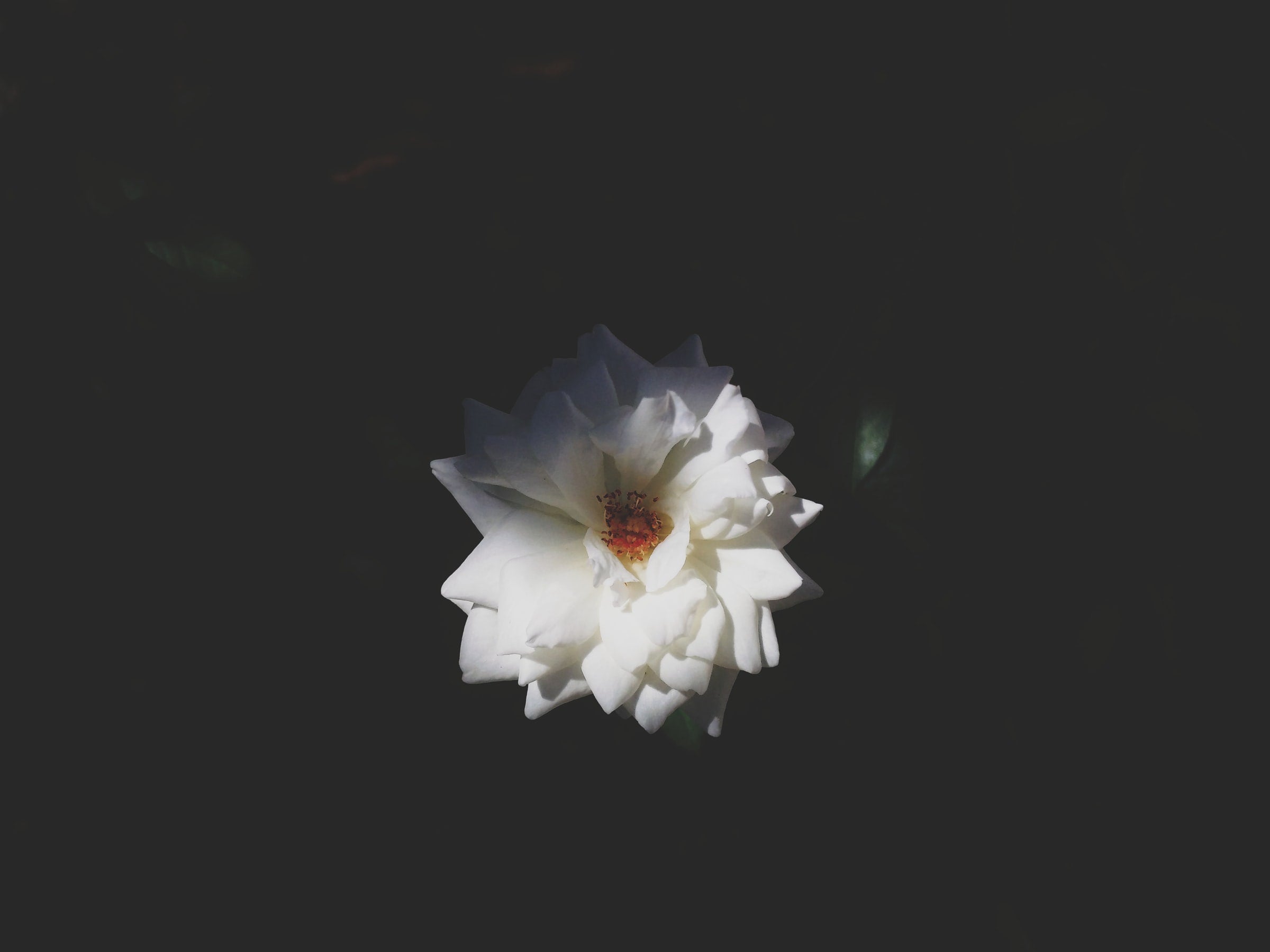 White flower emerging from darkness