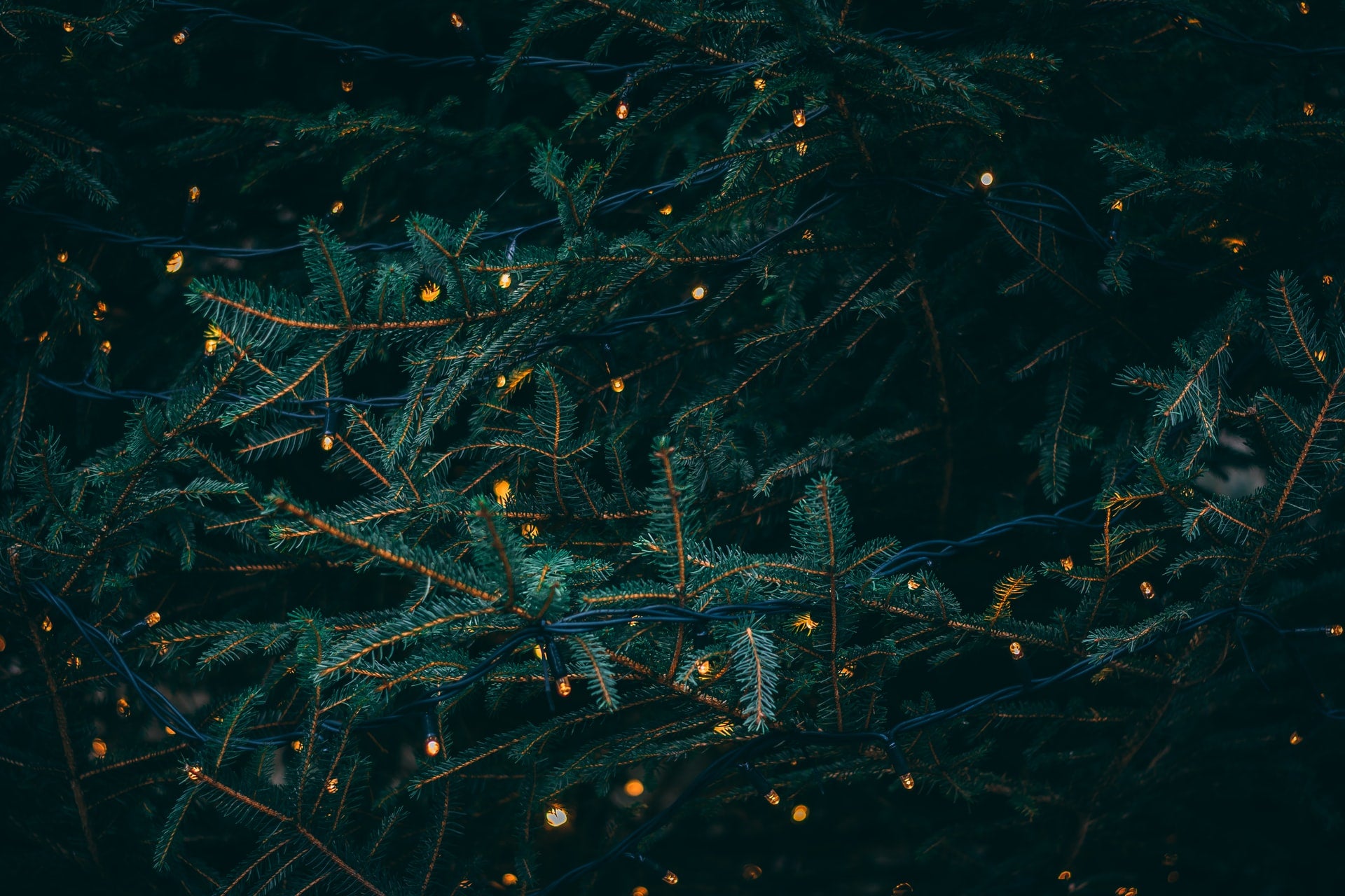 Pine boughs with twinkle lights