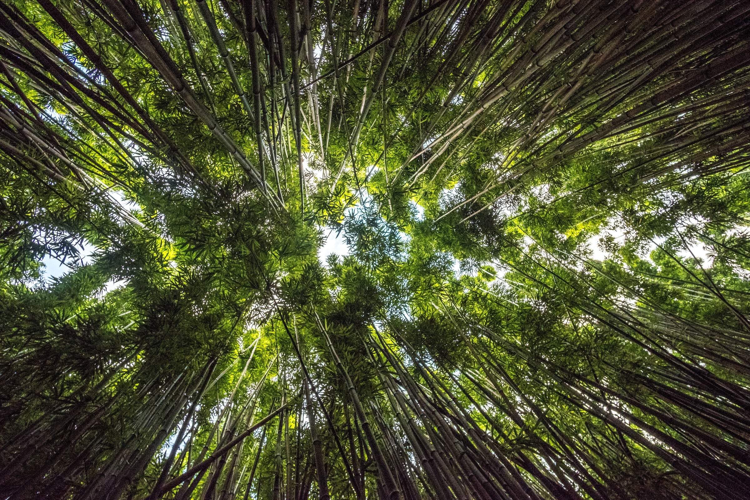 Looking up into the trees